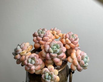 rare succulent Echeveria &#39;Xylitol&#39;without pot