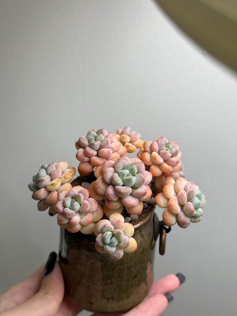 Stress colors