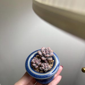 Rare succulents, Echeveria &#39;Prolifica&#39; Variegata without pots