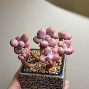 May include: A potted succulent with plump, pinkish-purple leaves. The plant is in a square, ceramic pot with a blue rim and a detailed, embossed design. The pot is filled with small, light brown pebbles.