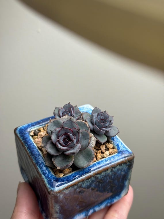 cheap succulents online Assorted Succulents – ECOVIBE
