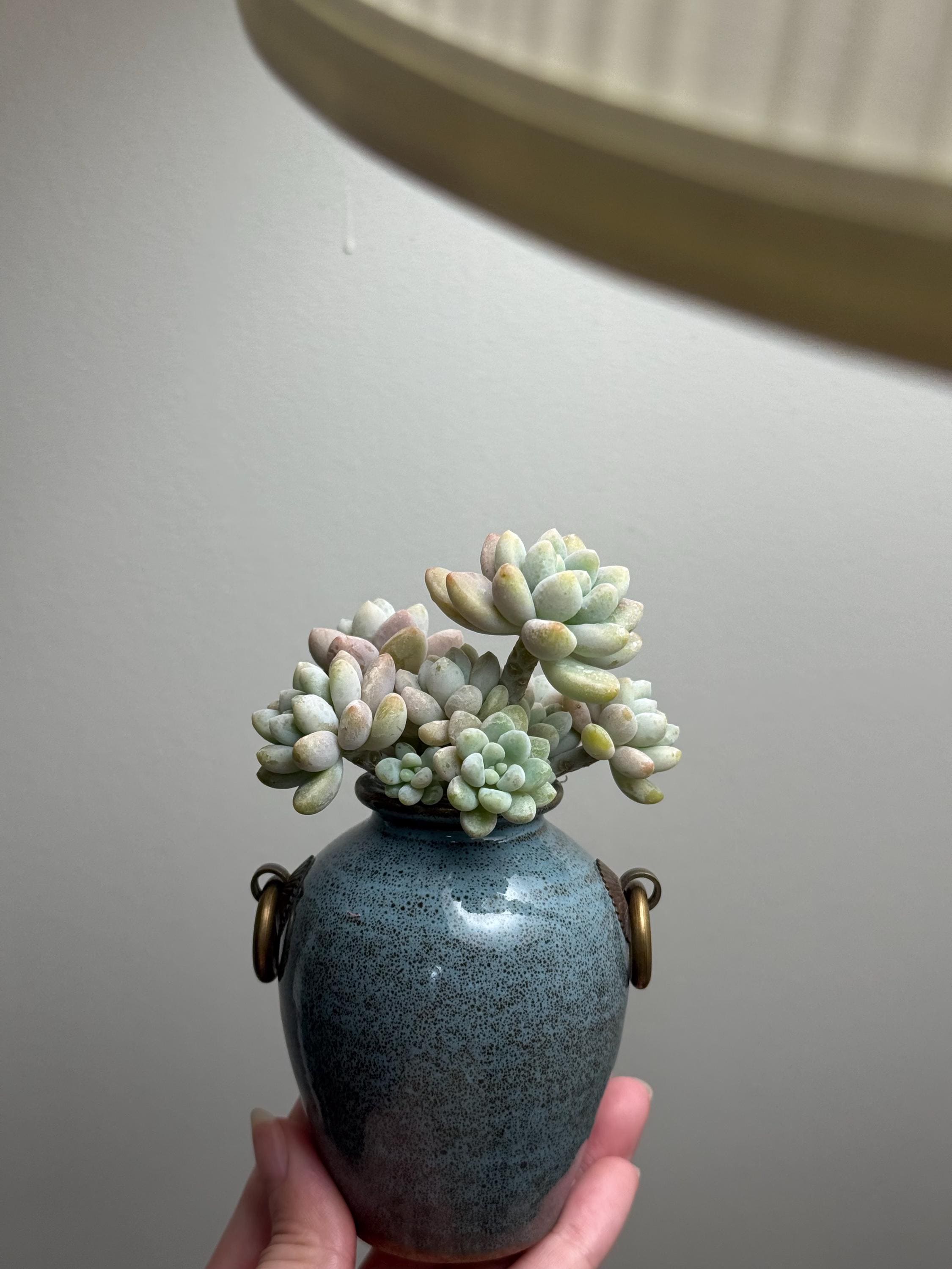 Variegated sedum - Etsy 日本