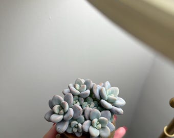 Rare succulents, Graptopetalum &#39;Miul&#39; with pots
