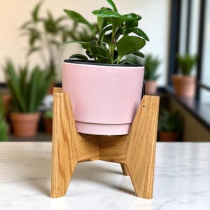 Könnte beinhalten: Eine kleine, grünblättrige Pflanze in einem hellrosa Keramiktopf. Der Topf steht auf einem Pflanzenständer aus Naturholz. Der Ständer hat ein modernes Design aus der Mitte des Jahrhunderts mit abgewinkelten Beinen. Der Hintergrund ist unscharf.