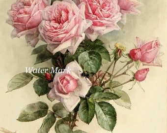 May include: A watercolour painting of a bouquet of pink roses with green leaves and stems. Two bees are perched on the flowers. The painting has a light brown background.