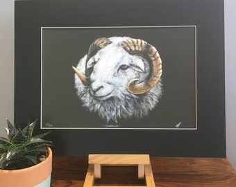Herdwick Sheep fine art limited edition mounted  print