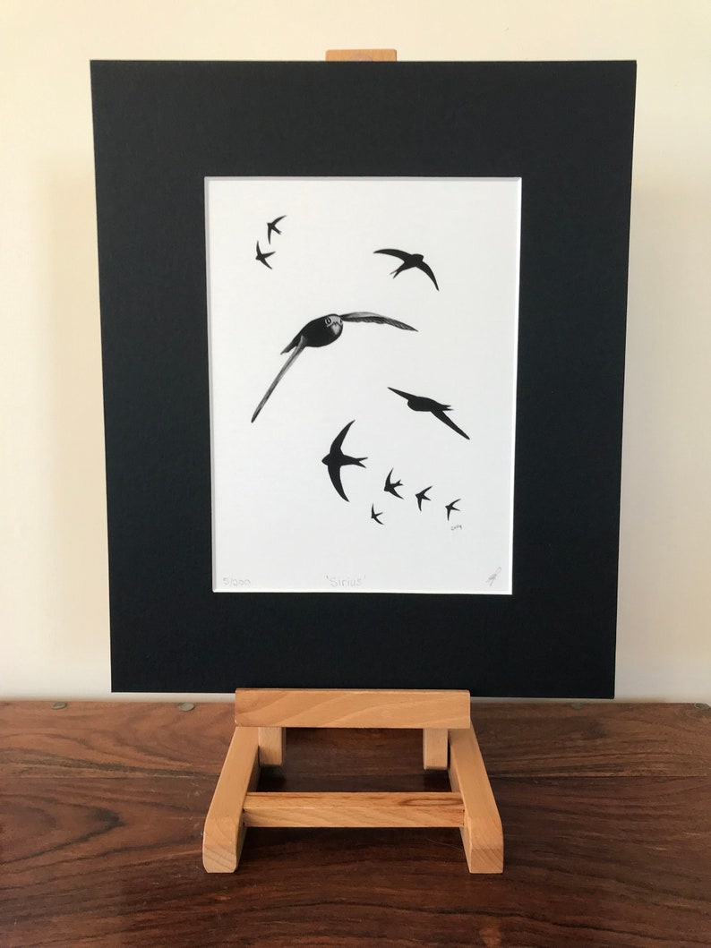 Common Swift Fine Art Print Limited Edition Mounted Artwork Bird Art Wall Art image 2
