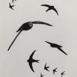 Common Swift Fine Art Print Limited Edition Mounted Artwork Bird Art Wall Art image 5