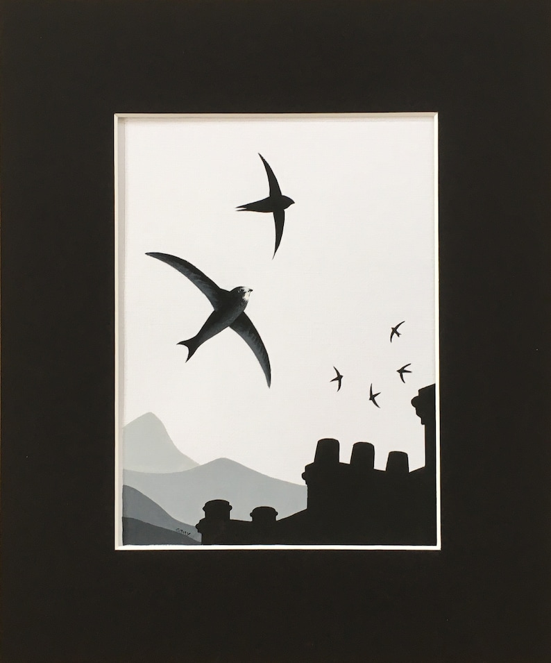 Common Swift Fine Art Print Limited Edition Mounted Artwork Giclee Bird Art Wall Art image 3