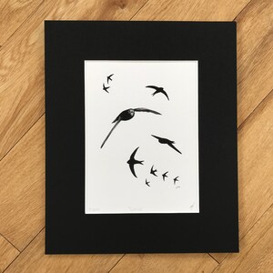 Common Swift Fine Art Print Limited Edition Mounted Artwork Bird Art Wall Art image 4