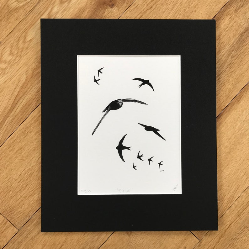 Common Swift Fine Art Print Limited Edition Mounted Artwork Bird Art Wall Art image 4