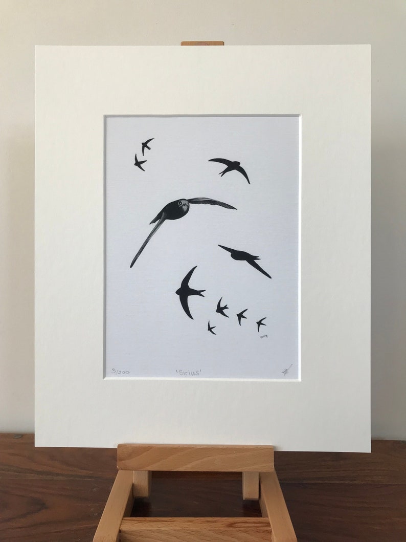 Common Swift Fine Art Print Limited Edition Mounted Artwork Bird Art Wall Art image 1