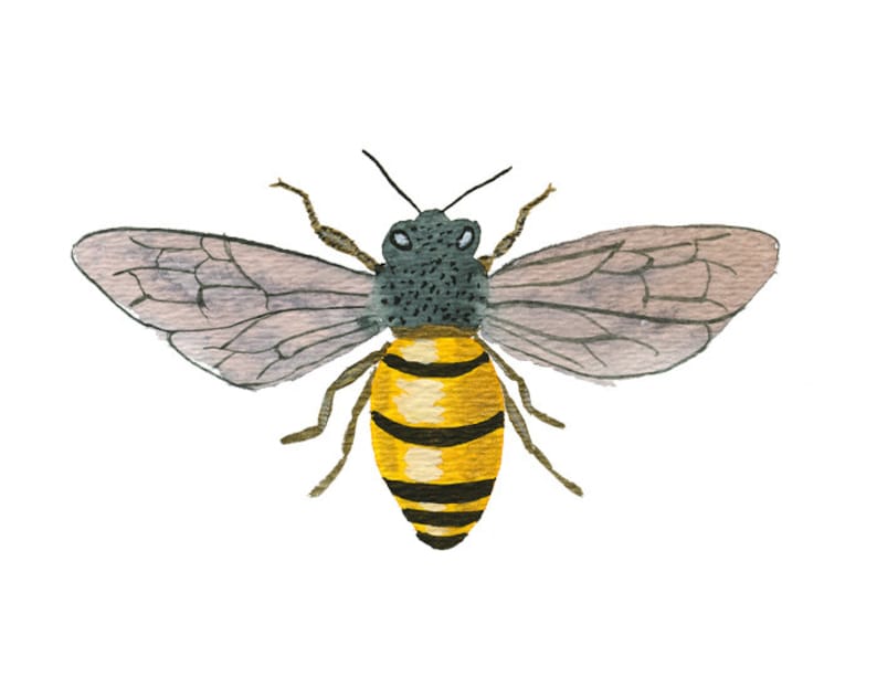 Honey Bee art print archival fine art | Etsy