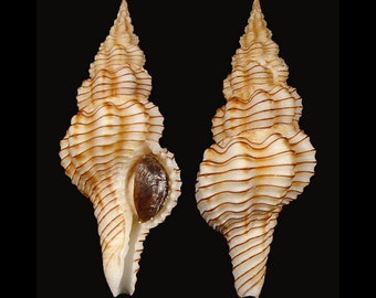 Fusinus filosus Seashell, Specimen Seashell For Collectors, Spindle Shells, Seashell Gifts, Seashells Scientific Collection