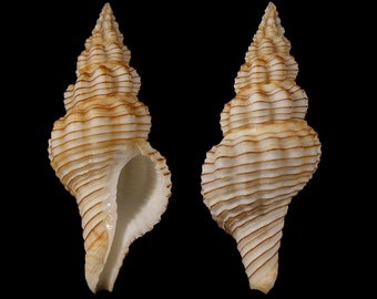 Fusinus filosus Seashell, Specimen Seashell For Collectors, Spindle Shells, Seashell Gifts, Seashells Scientific Collection