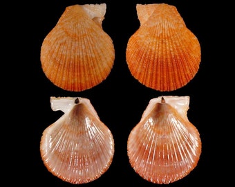 Talochlamys multistriata, Seashells Scientific Collection, Scallop Shells, Seashell For Collectors, Seashell Gifts