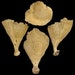 see more listings in the Specimen Seashells  section