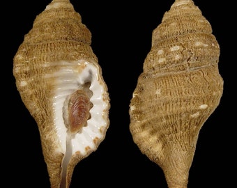 Monoplex corrugatus, Seashells Scientific Collection, Triton Shell, Seashell For Collectors, Seashell Gifts