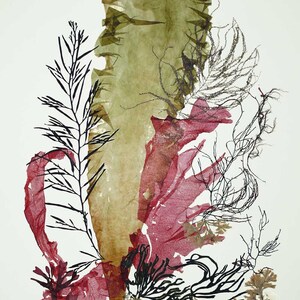 Poster inspired from my pressed seaplant artwork,Seaplant Pressing Art,ocean Pressed Seaplant Art, Coastal Wall Beach Cottage Decor Ideas, image 3