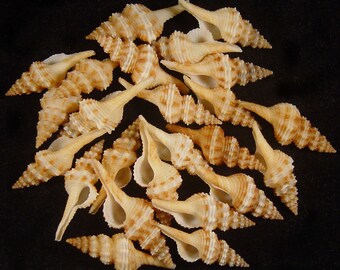 Fusinus pulchellus, Seashells For Collectors, Spindle Shells, Seashell Gifts, Set of 24 Shells