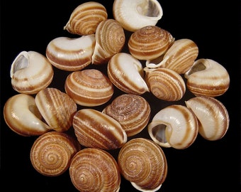 Hemicycla glasiana, Scientific Collection, Helicidae Landsnails, Seashell For Collectors, Seashell Gifts, Set of 12 Endemic Landsnails