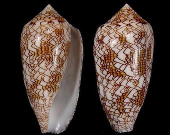Conus textile Seashell, Specimen Seashell For Collectors, Textile Cone, Conidae Shells, Seashells Scientific Collection