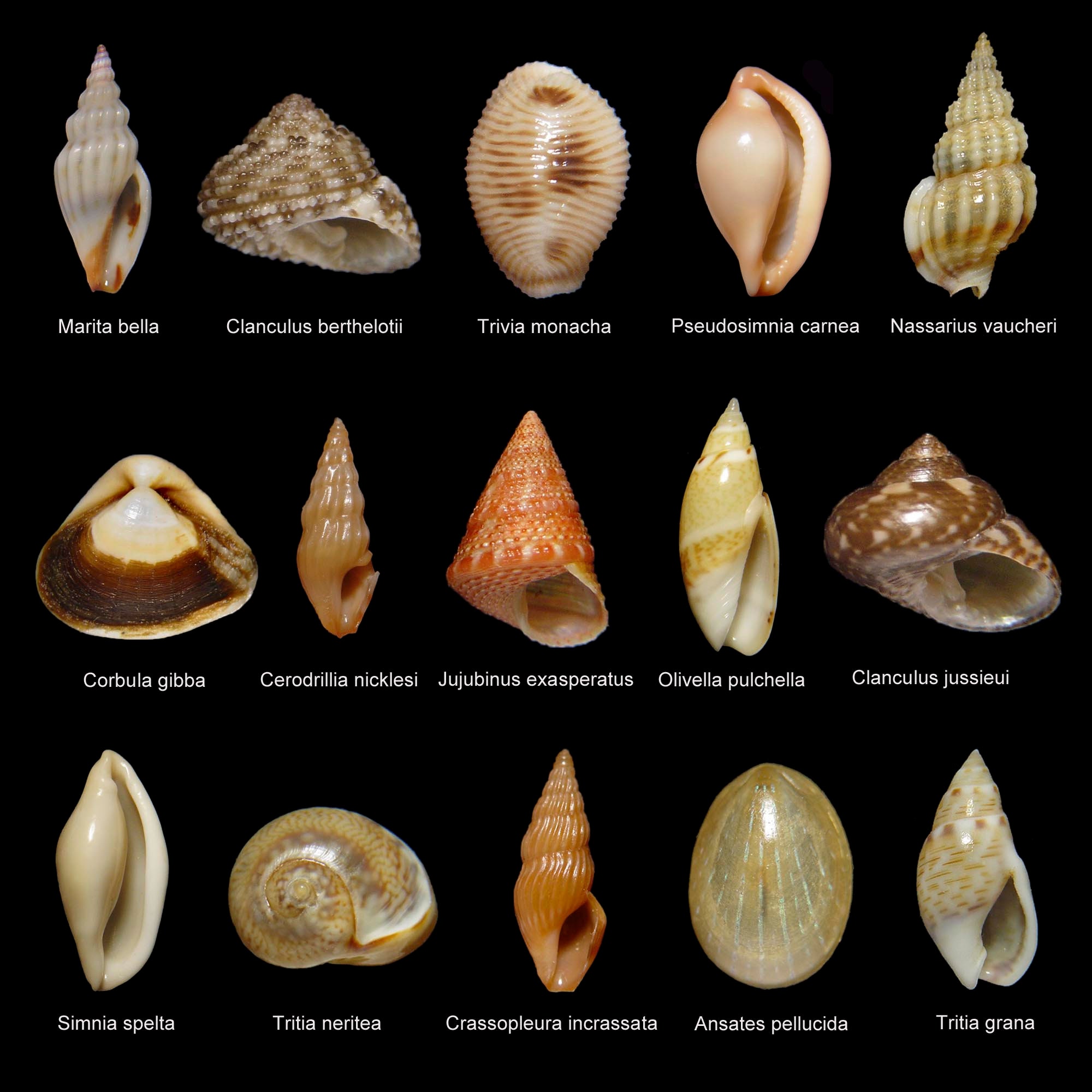 Collection of 15 Selected Seashell Species Seashells Etsy