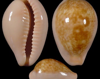 Cypraea petitiana, Seashells Scientific Collection, Cowry Shell, Seashell for Collectors, Seashell Gifts