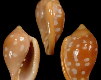 Marginella sebastiani, Seashells Scientific Collection, Margin Shell, Seashell For Collectors, Seashell Gifts