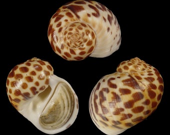 Natica acinonyx, Moon Shells, Seashells Scientific Collection, Seashell For Collectors, Seashell Gifts