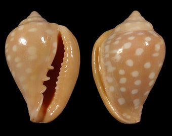 Marginella goodalli, Seashells Scientific Collection, Margin Shell, Seashell for Collectors, Seashell Gifts