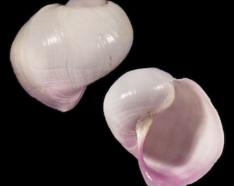 Janthina pallida, Seashells Scientific Collection, Violet Sea-Snails, Seashell For Collectors, Seashell Gifts