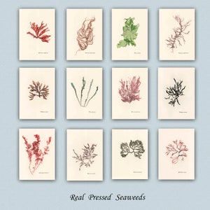 Genuine pressed seaweeds. Red seaweeds. Green seaweeds. Brown seaweeds. Seaweed herbarium available on request.
Custom order welcome