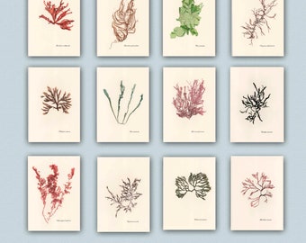 Fine art algae print, Algae poster Seaweed art, made to order as reproduction of my seaweed art,  botanical  artwork, beach cottage decor