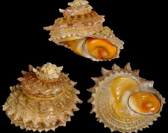 Bolma rugosa Seashell, Seashells Scientific Collection, Turban Shell, Seashell For Collectors, Seashell Gifts