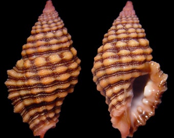 Muricopsis deformis, Seashells Scientific Collection, Muricidae Shell, Seashell For Collectors, Seashell Gifts