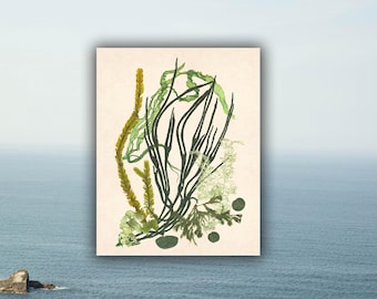 Algen Collage Kunstdruck, Marine Botanisches Wanddekor