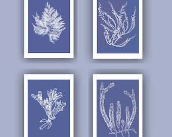 Cyanotype Seaweed Print Set, Botanical Algae Art (5x7 in)