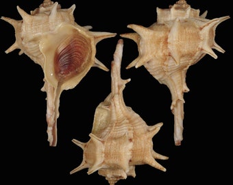 Bolinus brandaris Seashell, Seashells Scientific Collection, Purple Dye Murex Shell, Seashell For Collectors,