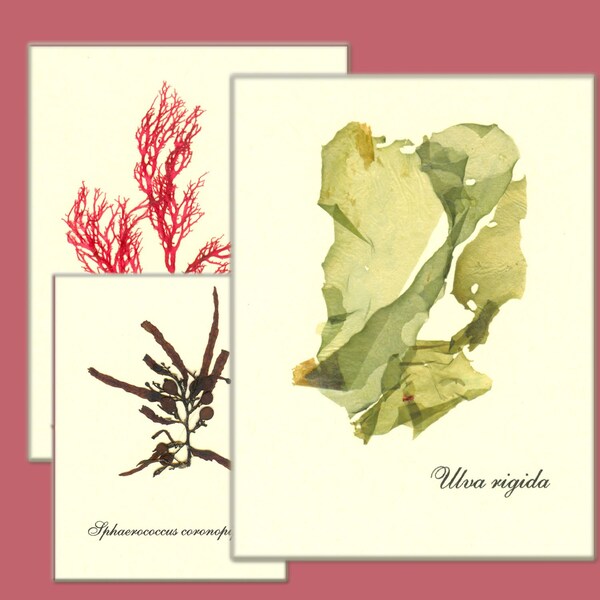 Miniature Seaweed Herbarium, Set of 9, ACEO size, Botanical Art 13688