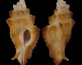 Pterynotus albobrunneus, Seashells Scientific Collection, Muricidae Shell, Seashell For Collectors, Seashell Gifts