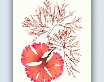 Pressed seaweed print, Red Seaweed Artwork, Ocean Flowers Poster, beach cottage decor