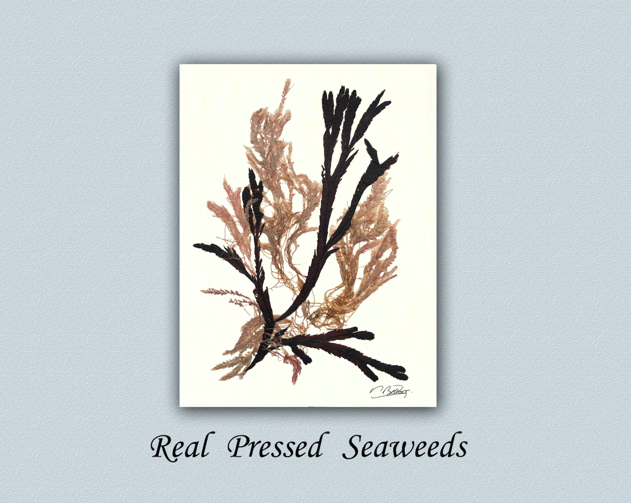 Pressed Algae Art Print: Victorian Style Seaweed Collage - Etsy