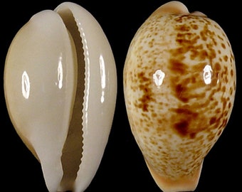Cypraea achatidea inopinata, Seashells Scientific Collection, Cowry Shell, Seashell for Collectors, Seashell Gifts