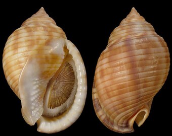 Semicassis undulata Seashell, Scotch Bonnet Seashell, Specimen Seashell For Collectors, Helmet Seashell, Seashell Gifts