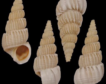 Amaea guineensis, Seashells Scientific Collection, Wentletrap Shell, Seashell For Collectors, Seashell Gifts