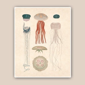 Jellyfish Print 2, Print 8'x10', Study of natural history, Marine Wall Decor, Nautical art, Collage Print, Coastal Living, shabby chic image 1