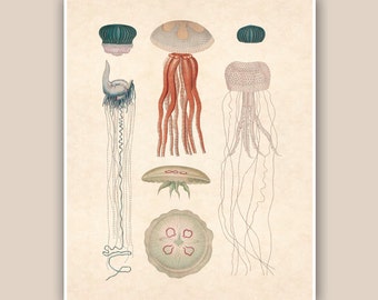 Jellyfish Print 2, Print 8'x10',  Study of natural history, Marine Wall Decor, Nautical art,  Collage  Print, Coastal Living, shabby chic