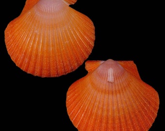 Aequipecten flabellum, Seashells Scientific Collection, Scallop Shells, Seashell For Collectors, Seashell Gifts