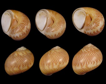 Tectonatica sagraiana, Seashells Scientific Collection, Moon Snails, Seashell For Collectors, Seashell Gifts, Set of 3 Shells